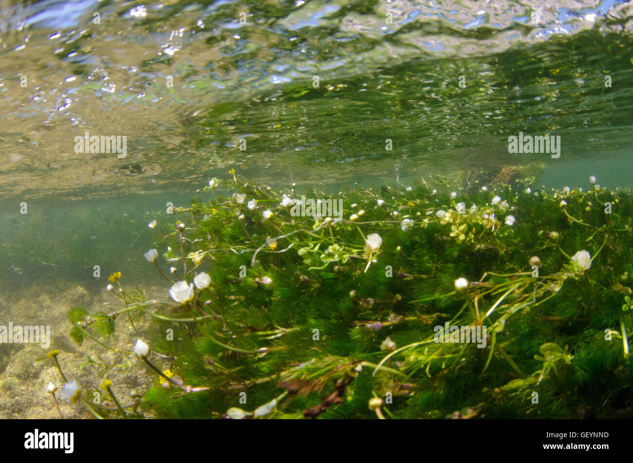 River Lathkill Underwater Derbyshire Stock Photo