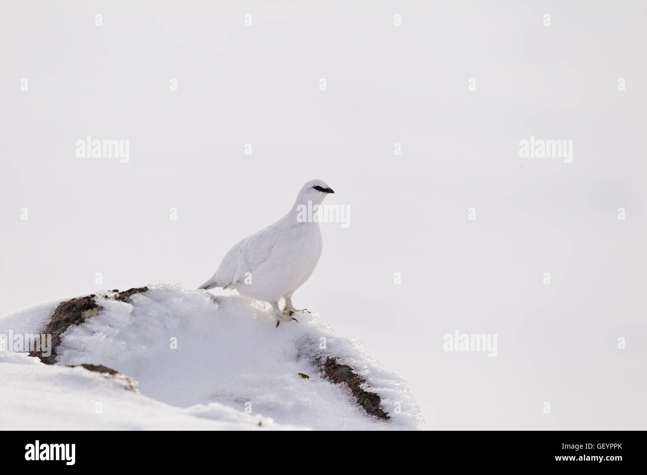 Ptarmigan on a snow covered mountain Stock Photo