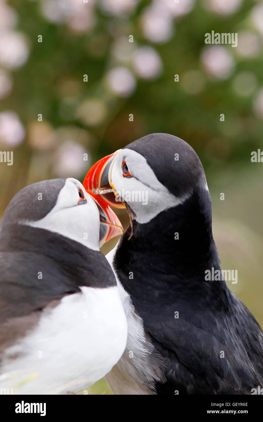 Anglesey south stack puffins hires stock photography and images Alamy
