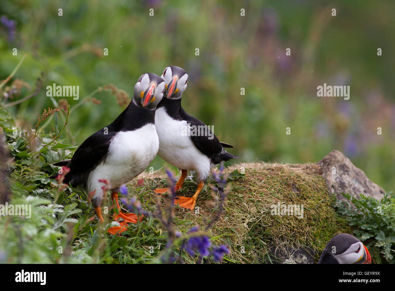 Anglesey south stack puffins hires stock photography and images Alamy