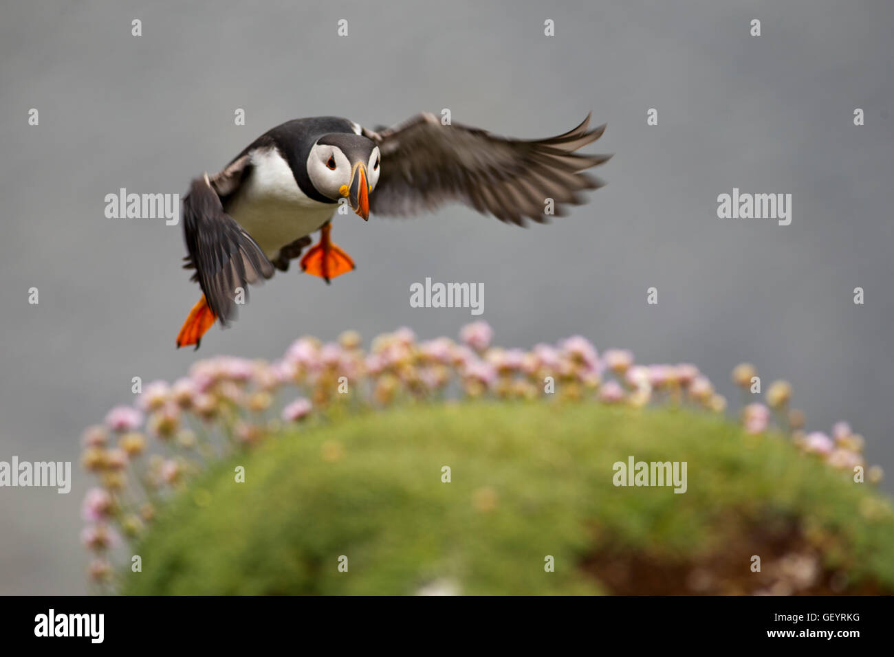 Puffin flying in Landing Stock Photo