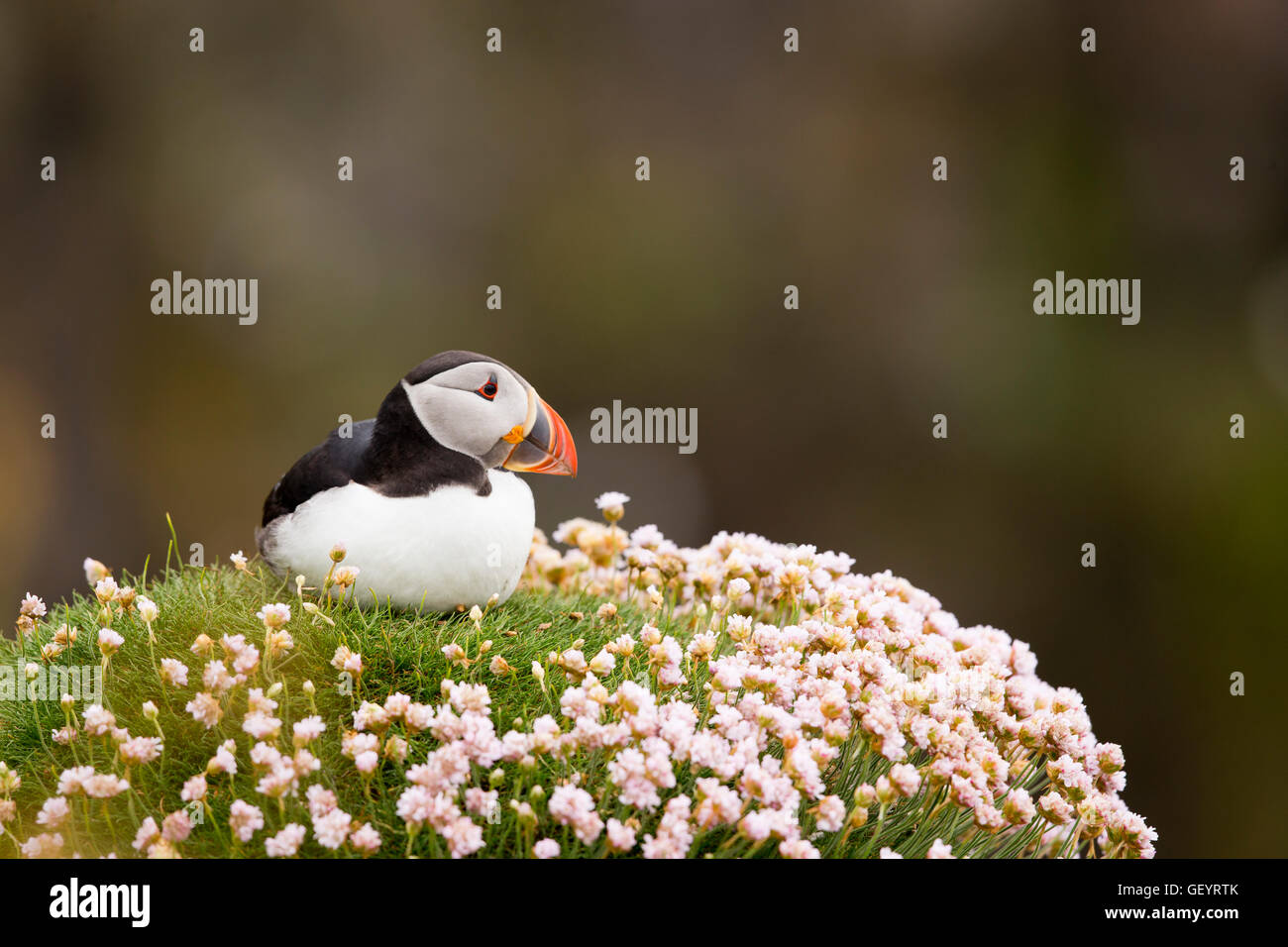 Puffin on Thrift bank Stock Photo