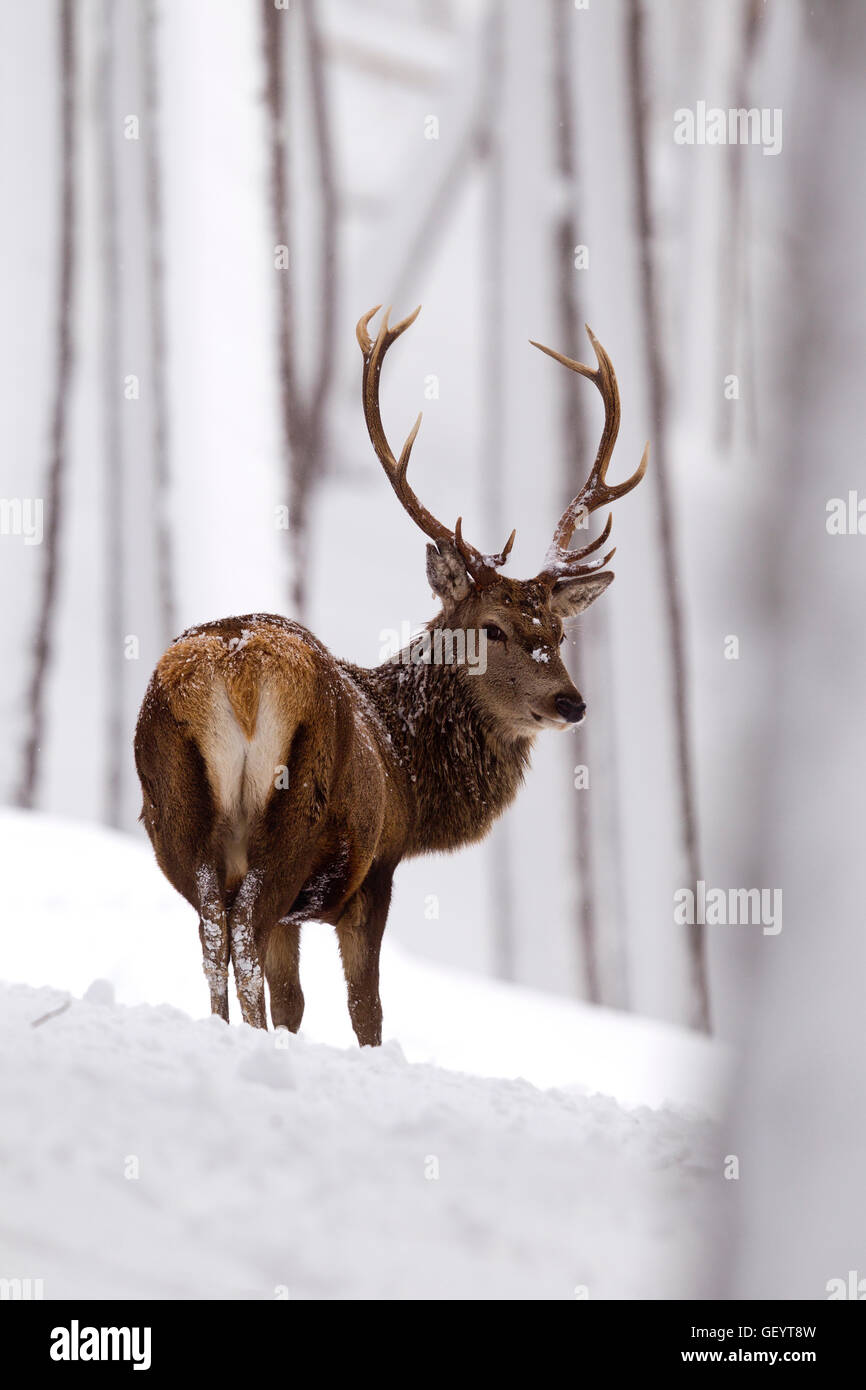 Red Deer in the winters snow Stock Photo