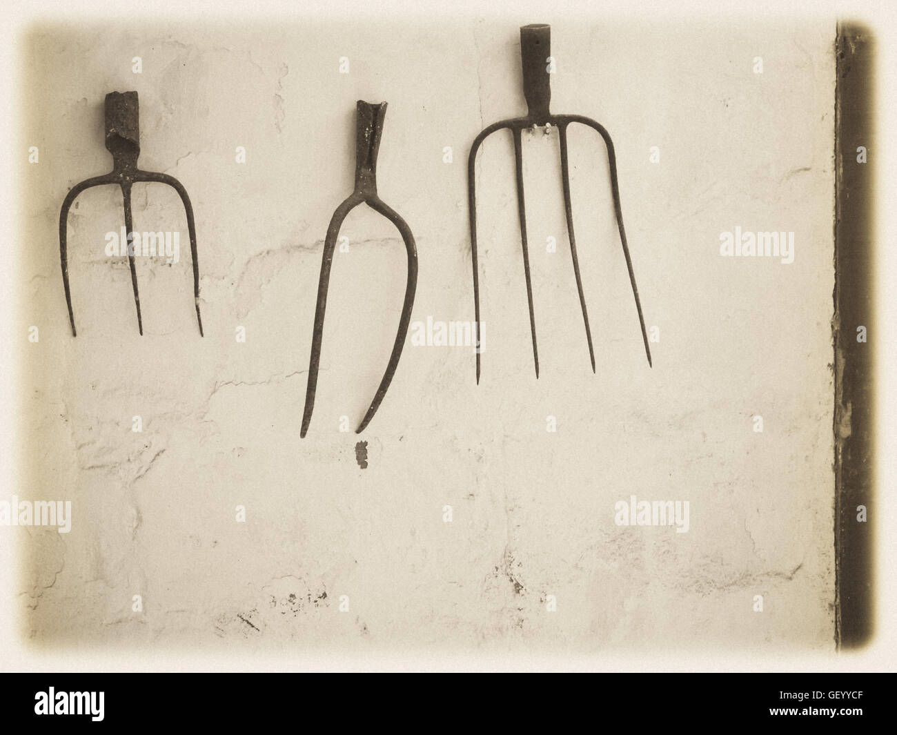 Rustic Pitchforks hanging on the wall of a barnyard on a farm in