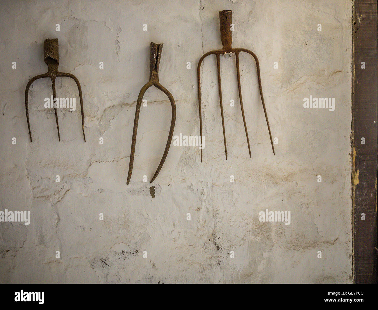 Rustic Pitchforks hanging on the wall of a barnyard on a farm in