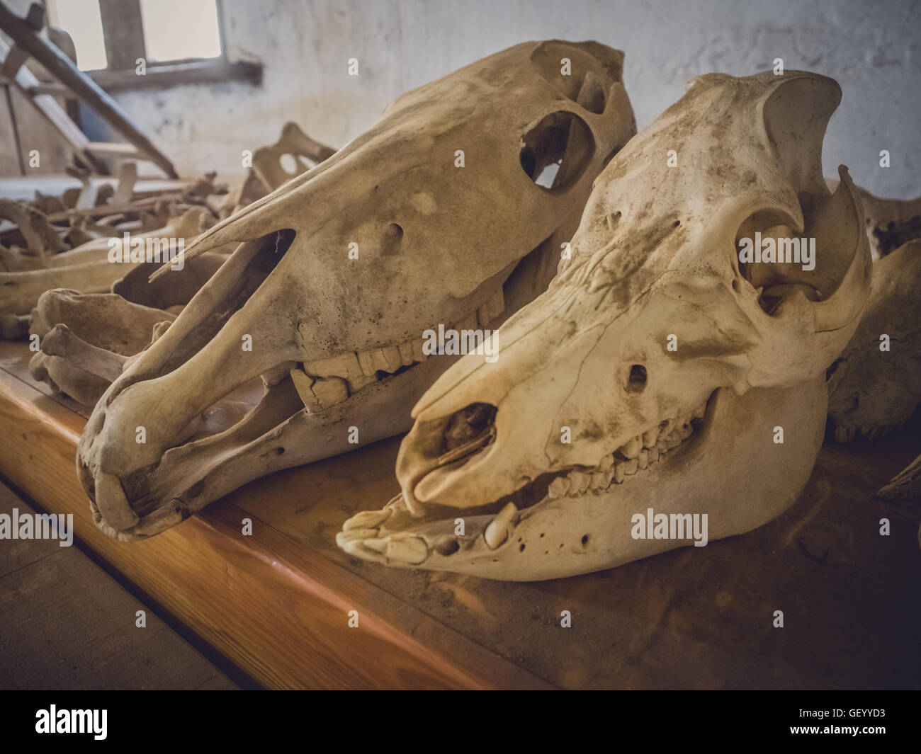 Farm animal skulls in an old barn, Fuerteventura, Spain Stock Photo - Alamy