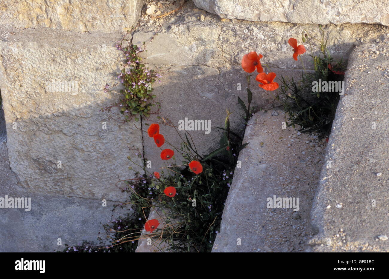 geography / travel, France, Pays de la Loire, poppy on staircase, Stock Photo