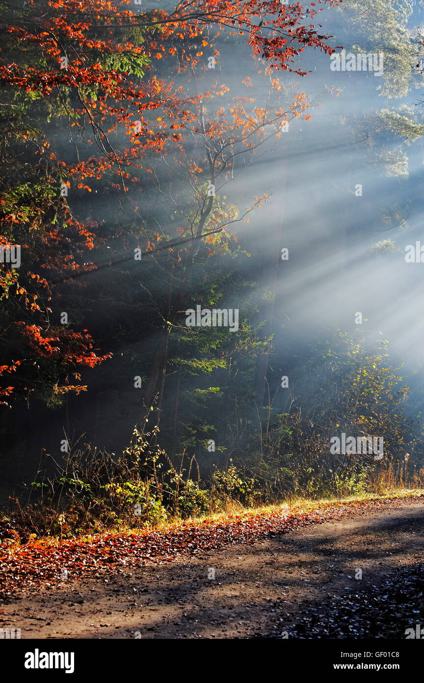 geography / travel, Austria, Burgenland, Lafnitztal (Lafnitz Valley), sunbeam in forest, Stock Photo