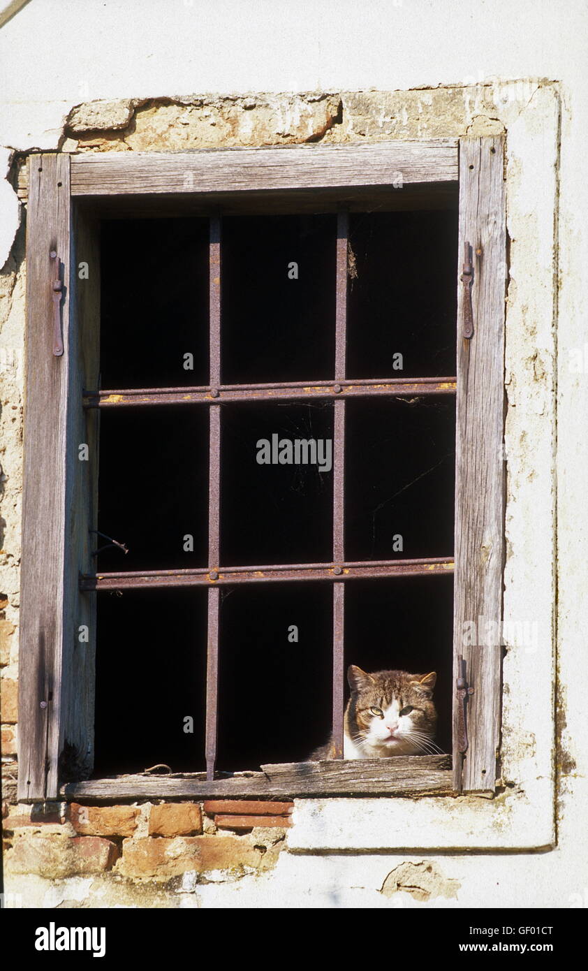 geography / travel, Austria, Burgenland, Rohrbrunn, cat in the window, Stock Photo