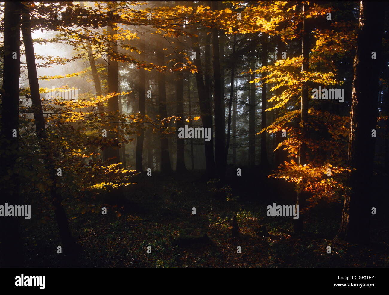 geography / travel, Austria, Vorarlberg, Feldkirch, autumnal forest with sun beams, Stock Photo
