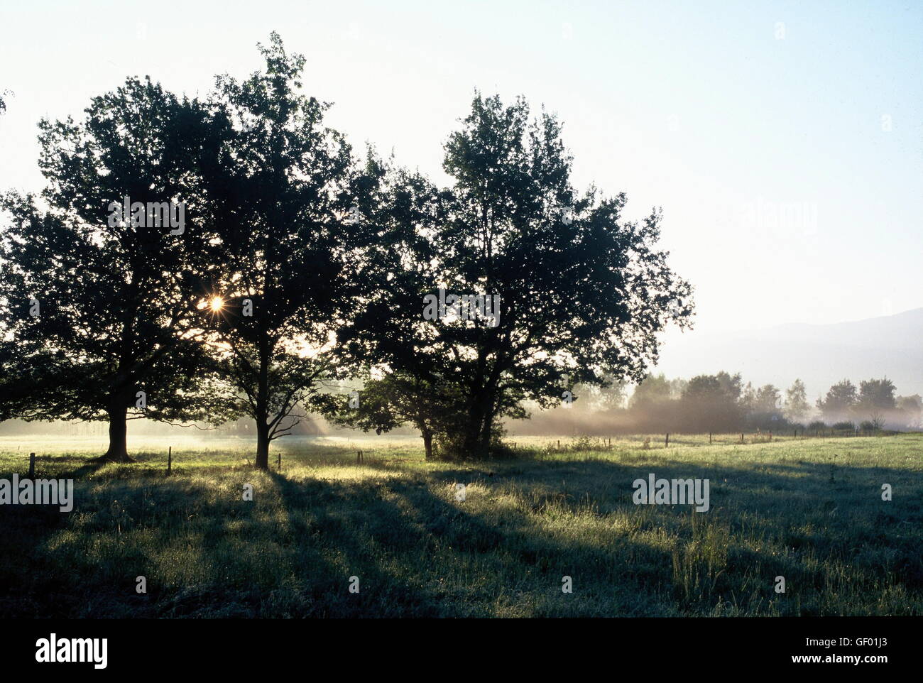 geography / travel, Austria, Vorarlberg, Lauterach, trees in backlight, Stock Photo