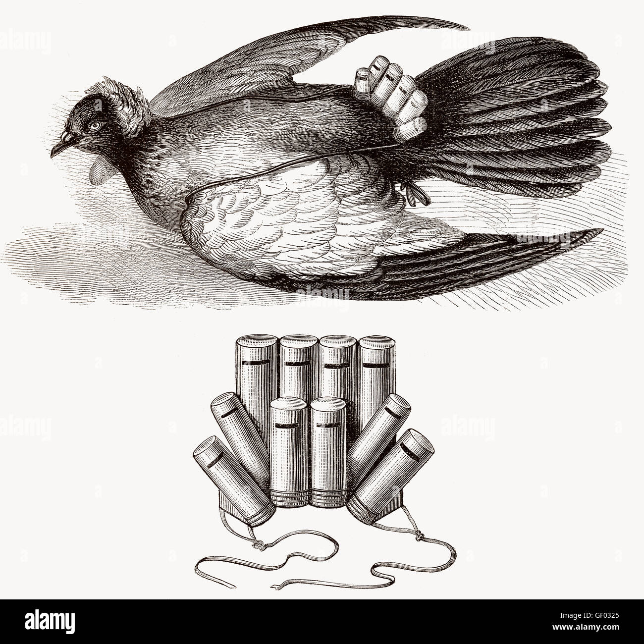 Pigeon post, the use of homing pigeons to carry messages, Franco-Prussian War of 1870-1871 Stock Photo