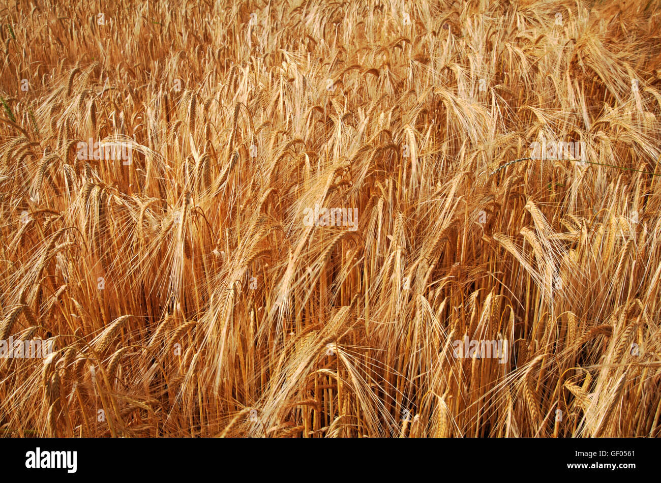 A closeup of a ripe barley crop on a farm in Norfolk, England, United