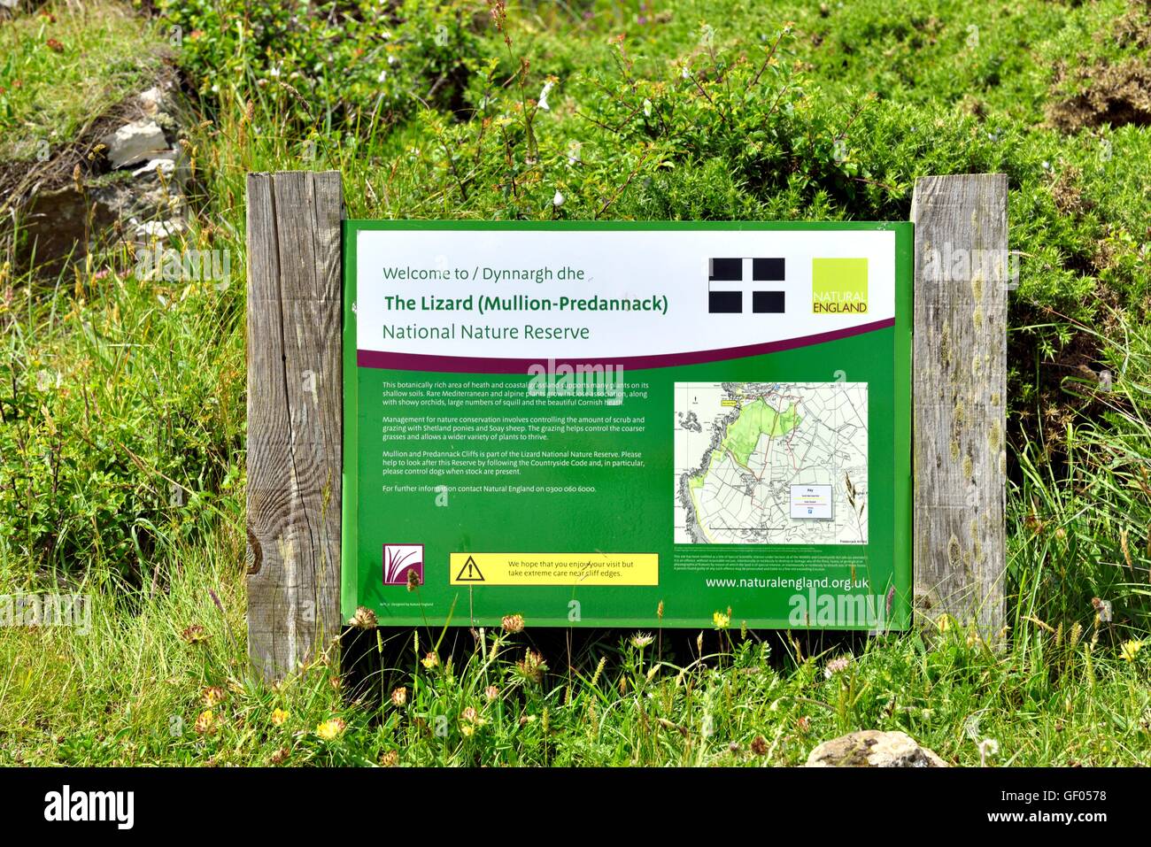 The lizard Mullion predannack natural england nature reserve Cornwall England UK Stock Photo