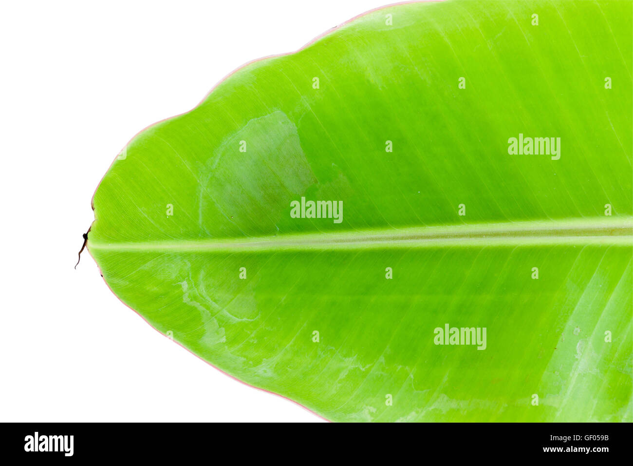 Banana Leaf Fresh Isolated on white with clipping path Stock Photo Alamy