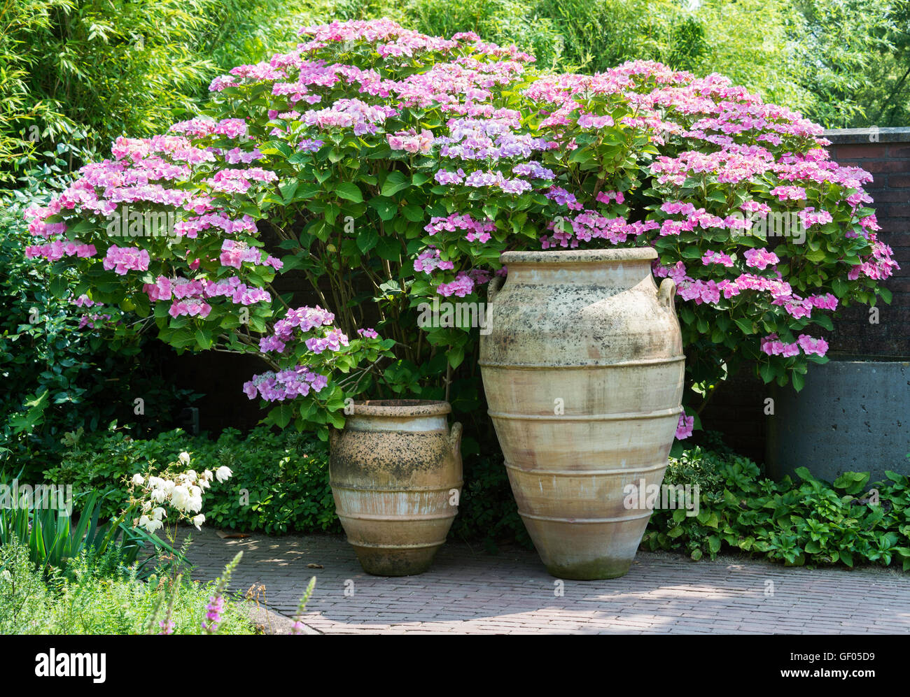 big brown clay vases with pink and rose hydrangea hortensia background Stock Photo Alamy