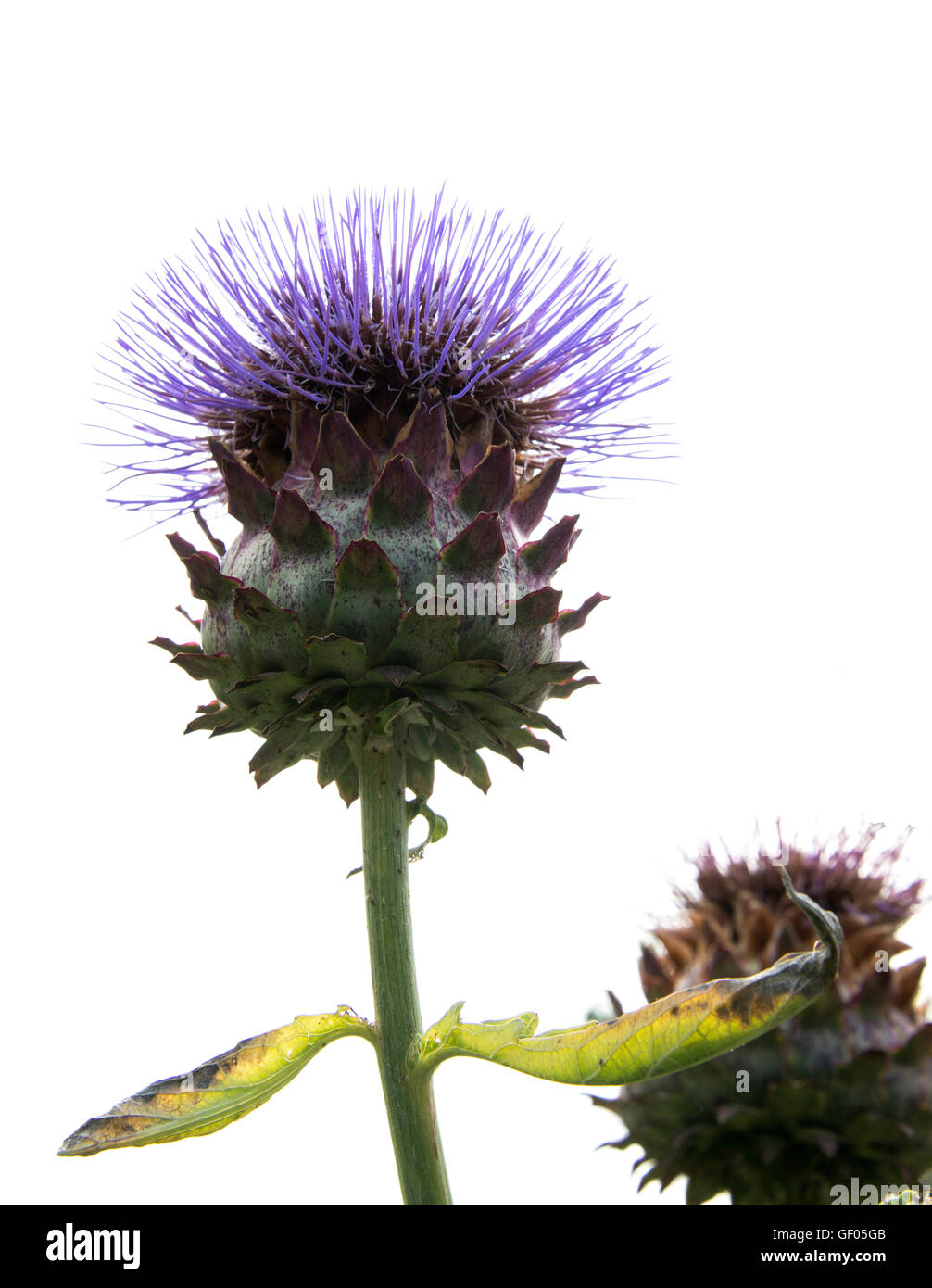 flowering purple and green artichoke on white background Stock Photo