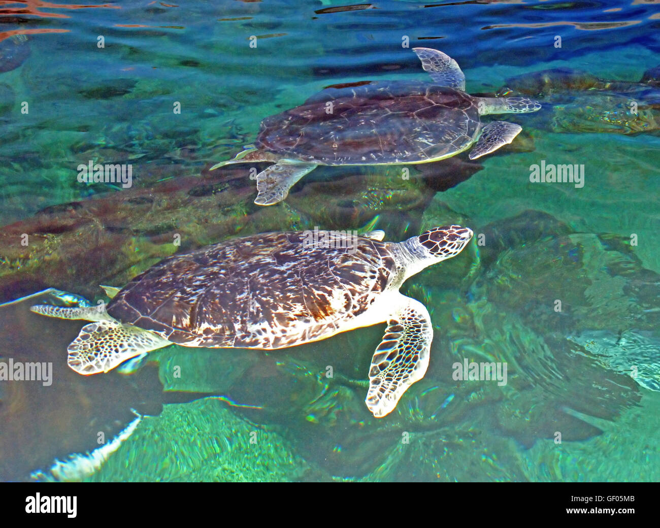 2 turtles swimming in a tank in an aquarium Stock Photo Alamy