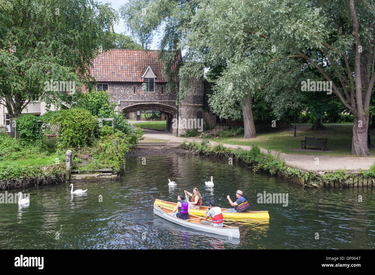 Wensum canoes kayak paddle swans swan canoe hires stock photography