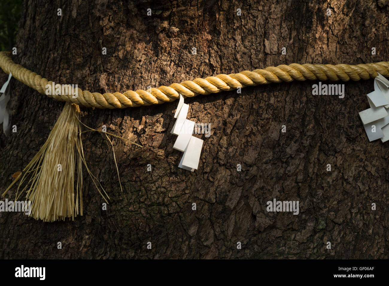 Folded paper symbols on a rope of rice straw bound around a mighty tree at a Shinto shrine in Japan Stock Photo