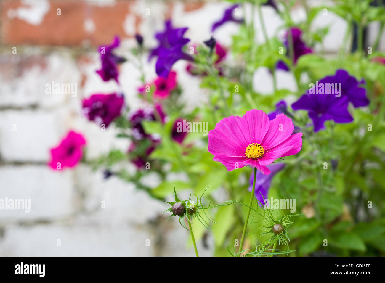 Cosmos flower in front of Petunias in a hanging basket. Stock Photo