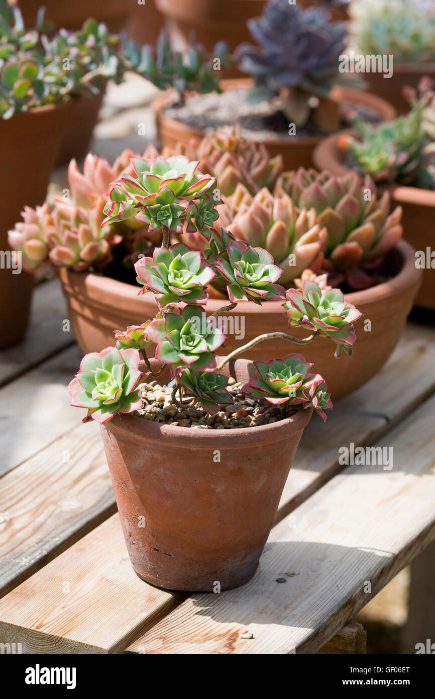 Succulents on display in terracotta pots. Stock Photo