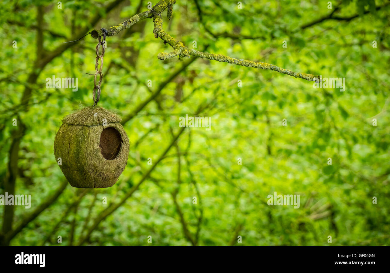 Small bird nest hanging on a tree branch in a forest Stock Photo Alamy