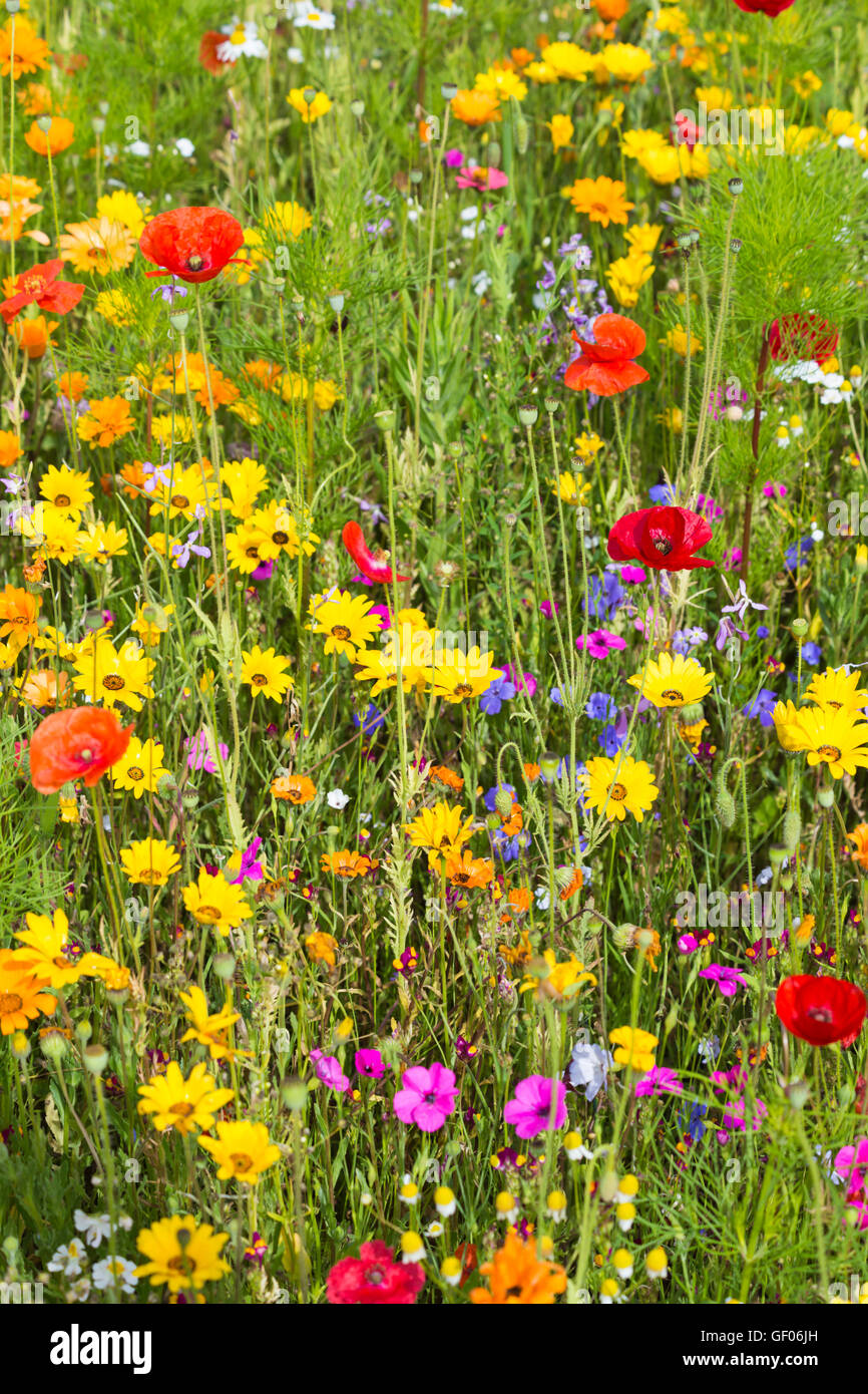 Poppy fields hampshire hires stock photography and images Alamy