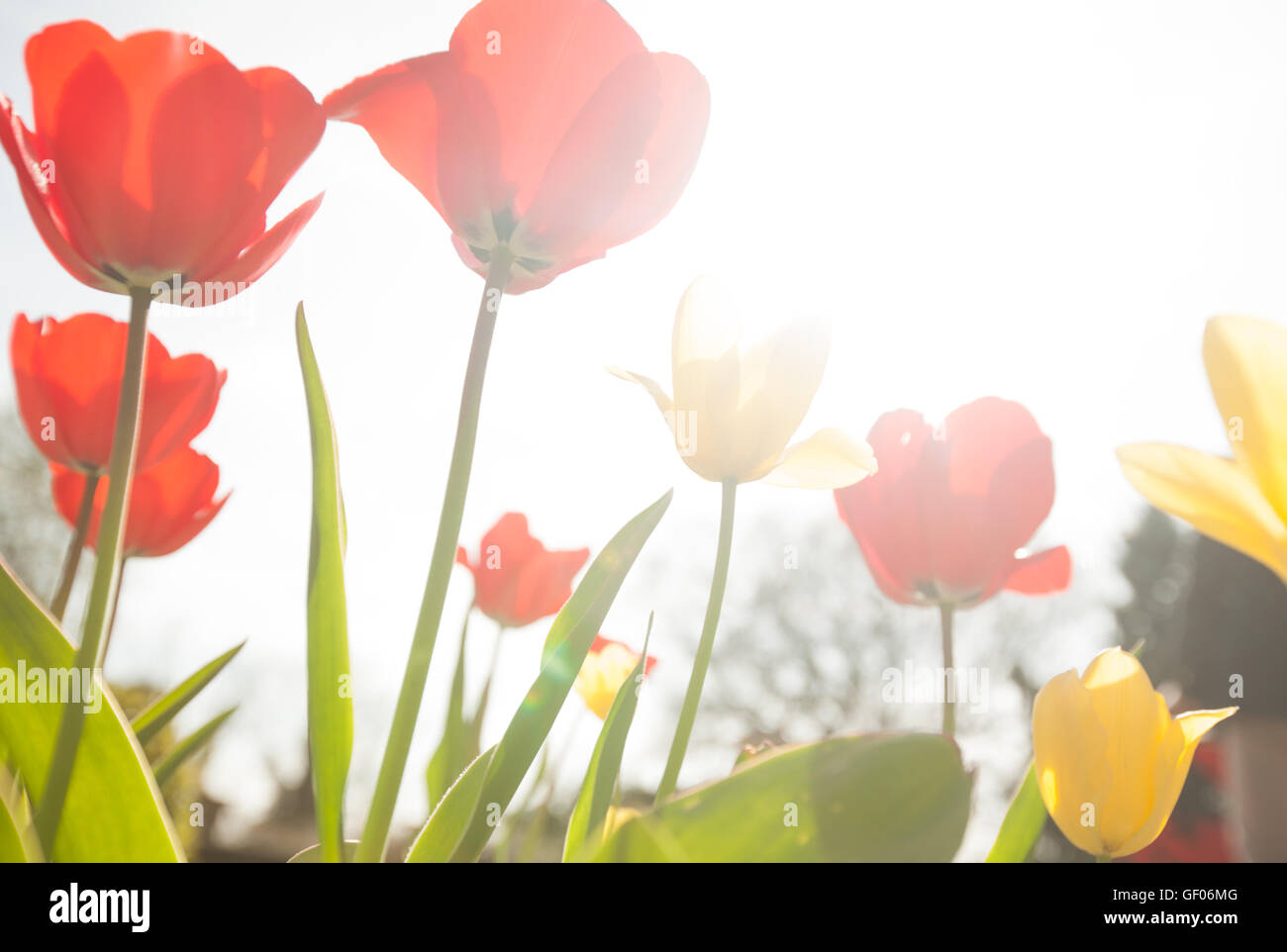 Red and yellow tulips in the garden in spring Stock Photo - Alamy