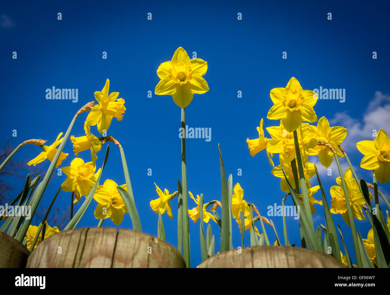 First yellow daffodils blooming in spring in the park Stock Photo Alamy