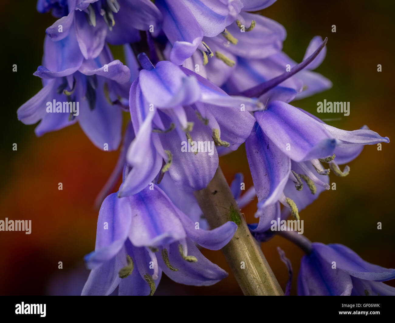 Beautiful Campanula rapunculoides flower blossoming in spring Stock Photo