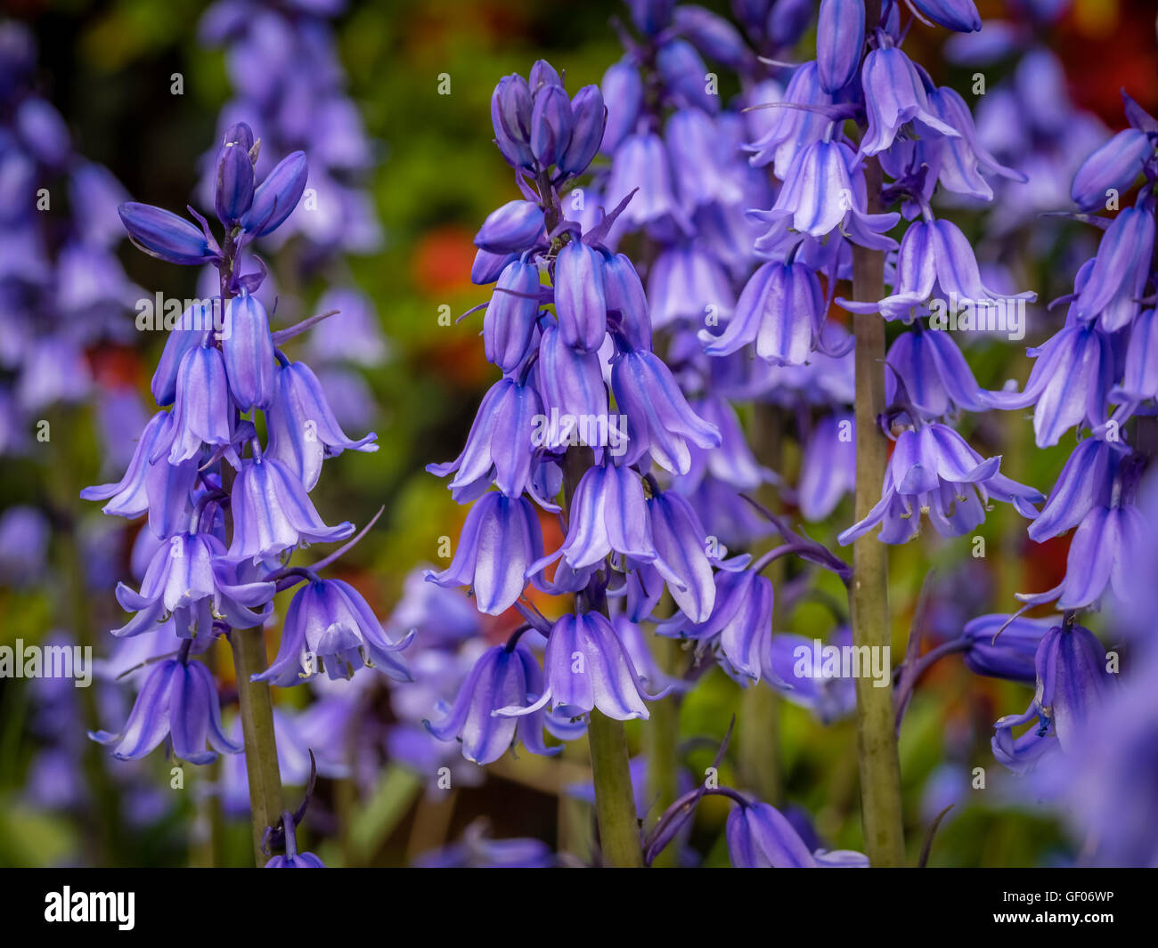 Beautiful Campanula rapunculoides flower blossoming in spring Stock Photo
