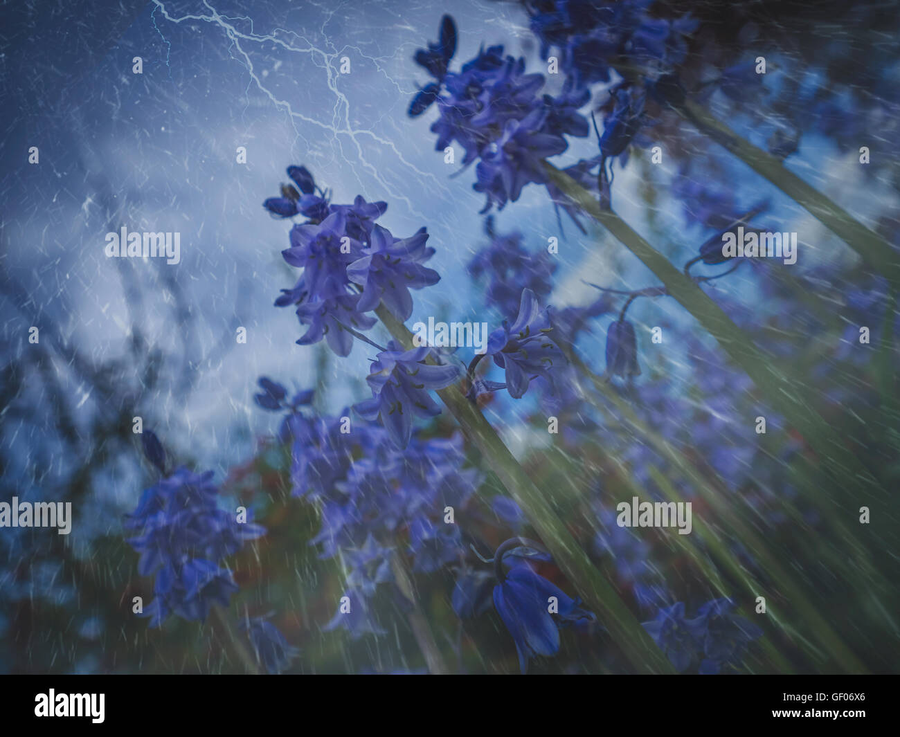 Beautiful blue Campanula rapunculoides flowers during storm Stock Photo