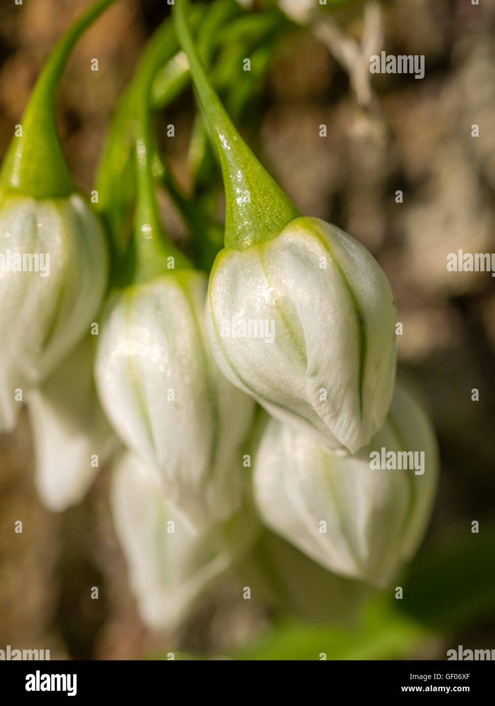 Small closed buds of a beautiful white campanula  blossoming in spring Stock Photo