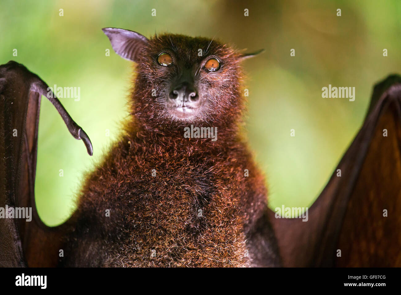 Large Malayan Flying Fox Close Up Portrait Stock Photo Alamy