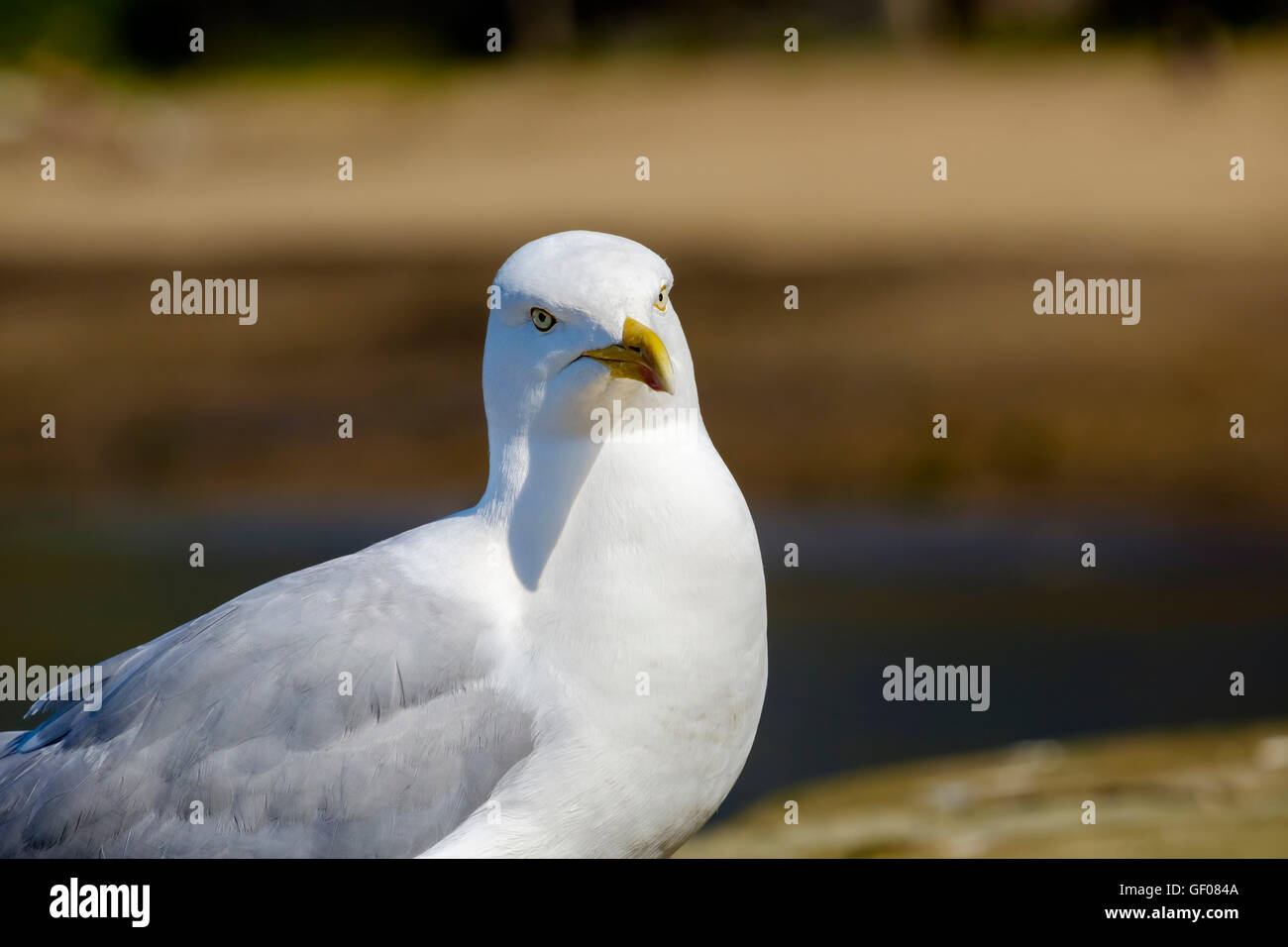 A Herring Gull on the quayside Whitby, North Yorkshire, UK Stock Photo