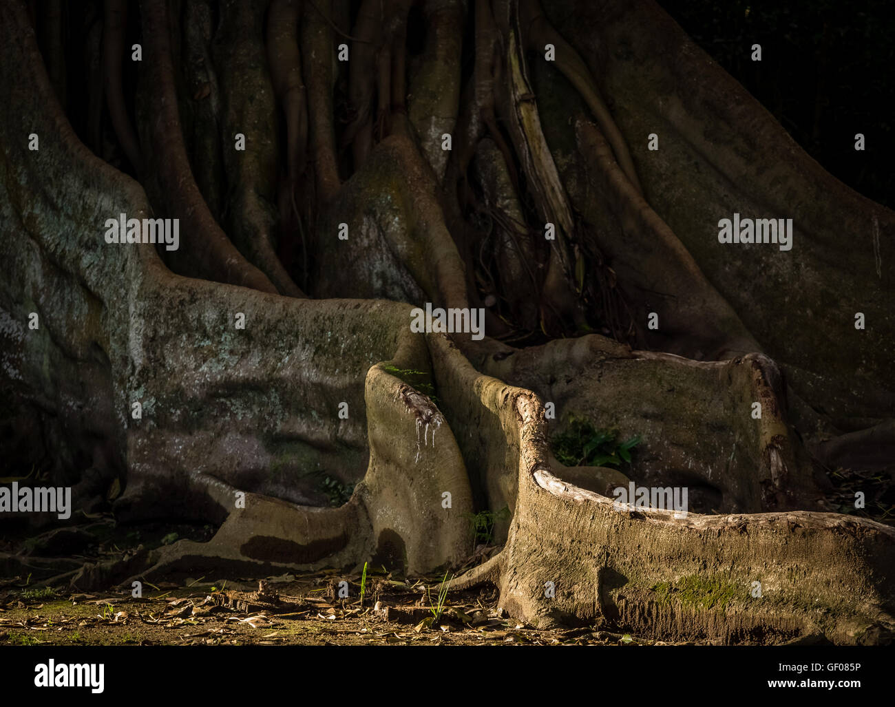 Giant roots of a tree in the José do Canto Botanical Garden in Ponta ...