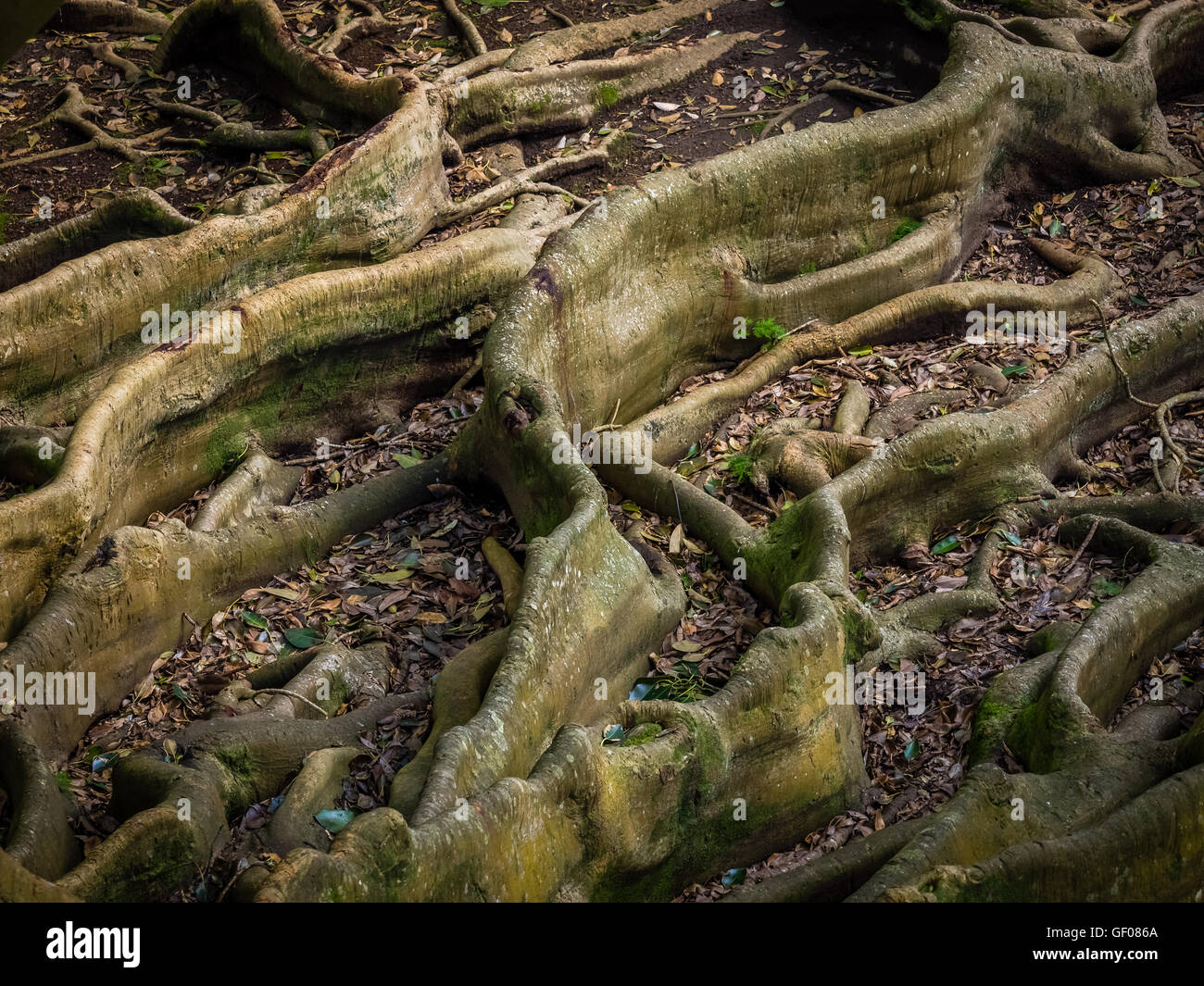 Giant roots of a tree in the José do Canto Botanical Garden in Ponta Delgada, Sao Miguel island, Azores, Portugal Stock Photo