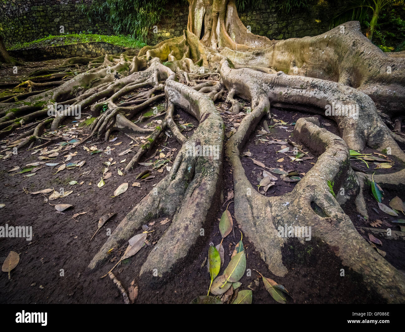 Giant roots of a tree in the José do Canto Botanical Garden in Ponta ...