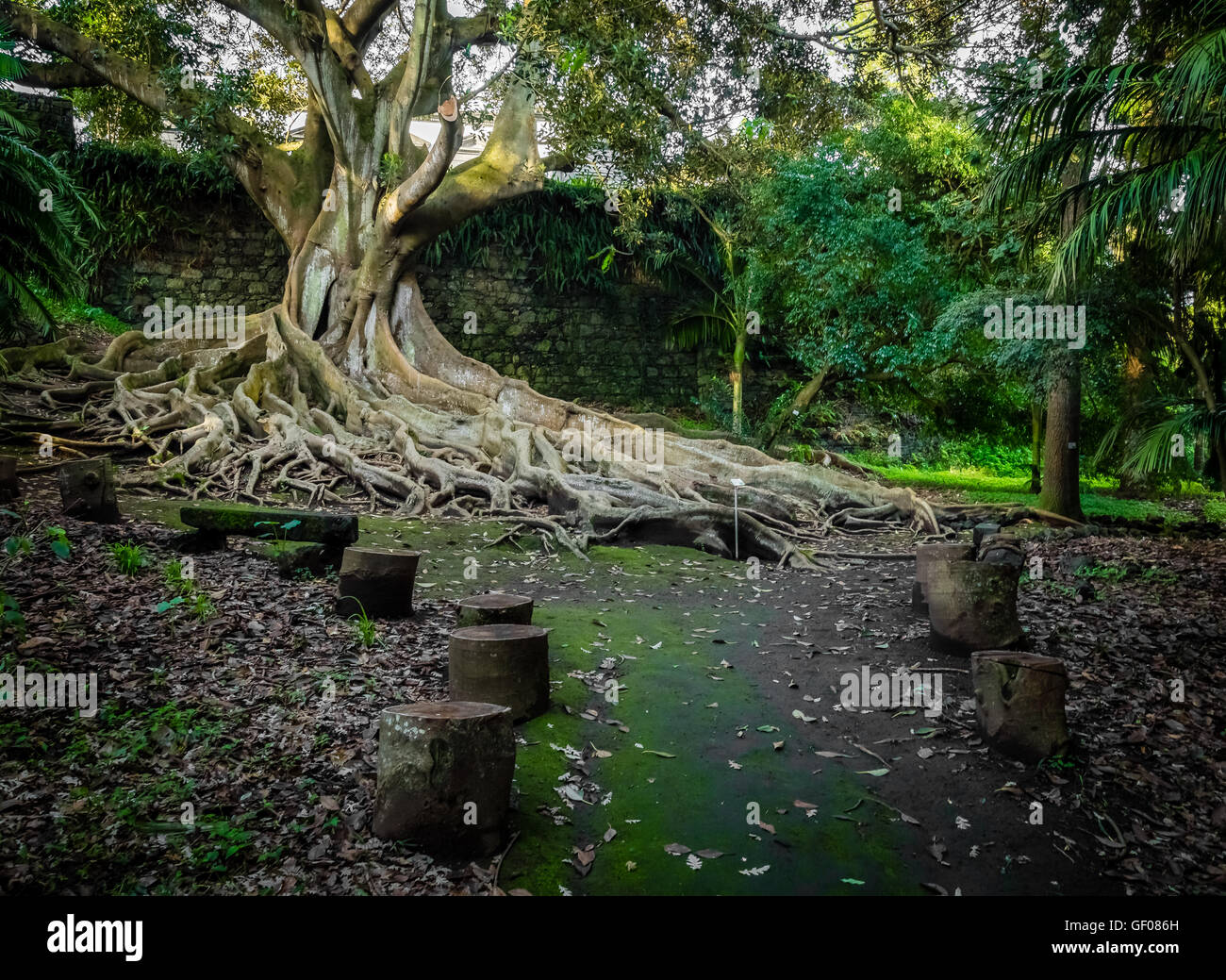 Giant roots of a tree in the José do Canto Botanical Garden in Ponta ...