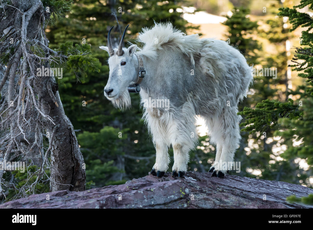Adult Mountain Goat Stands on top of Rock amid pine trees Stock Photo