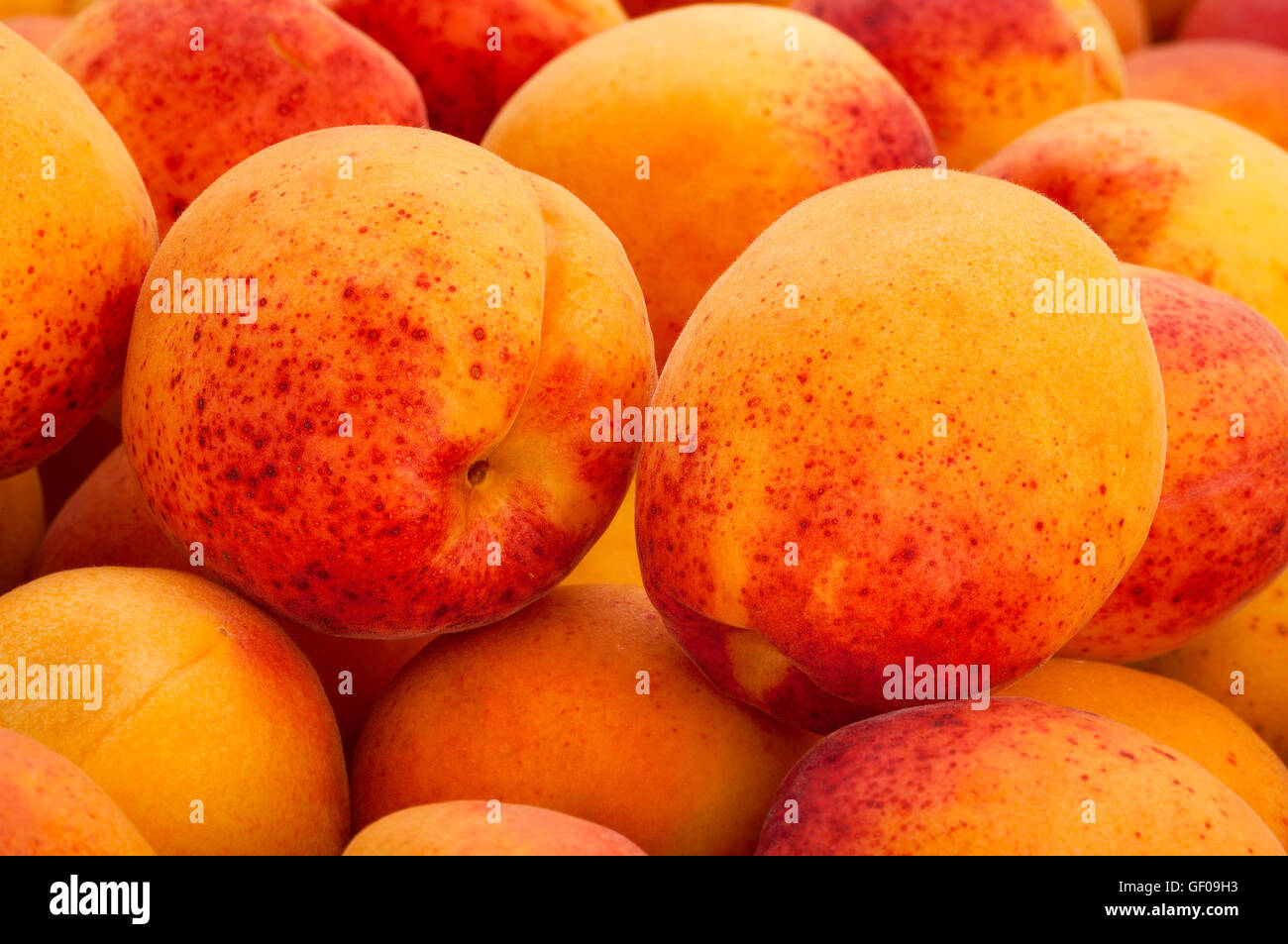 apricots closeup Stock Photo