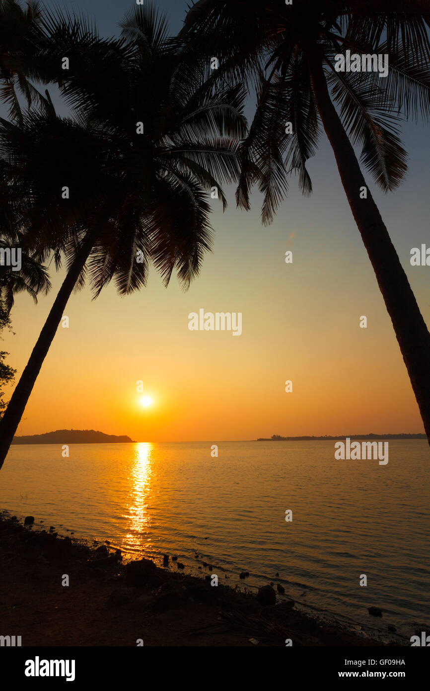 palm trees goa sunset Stock Photo