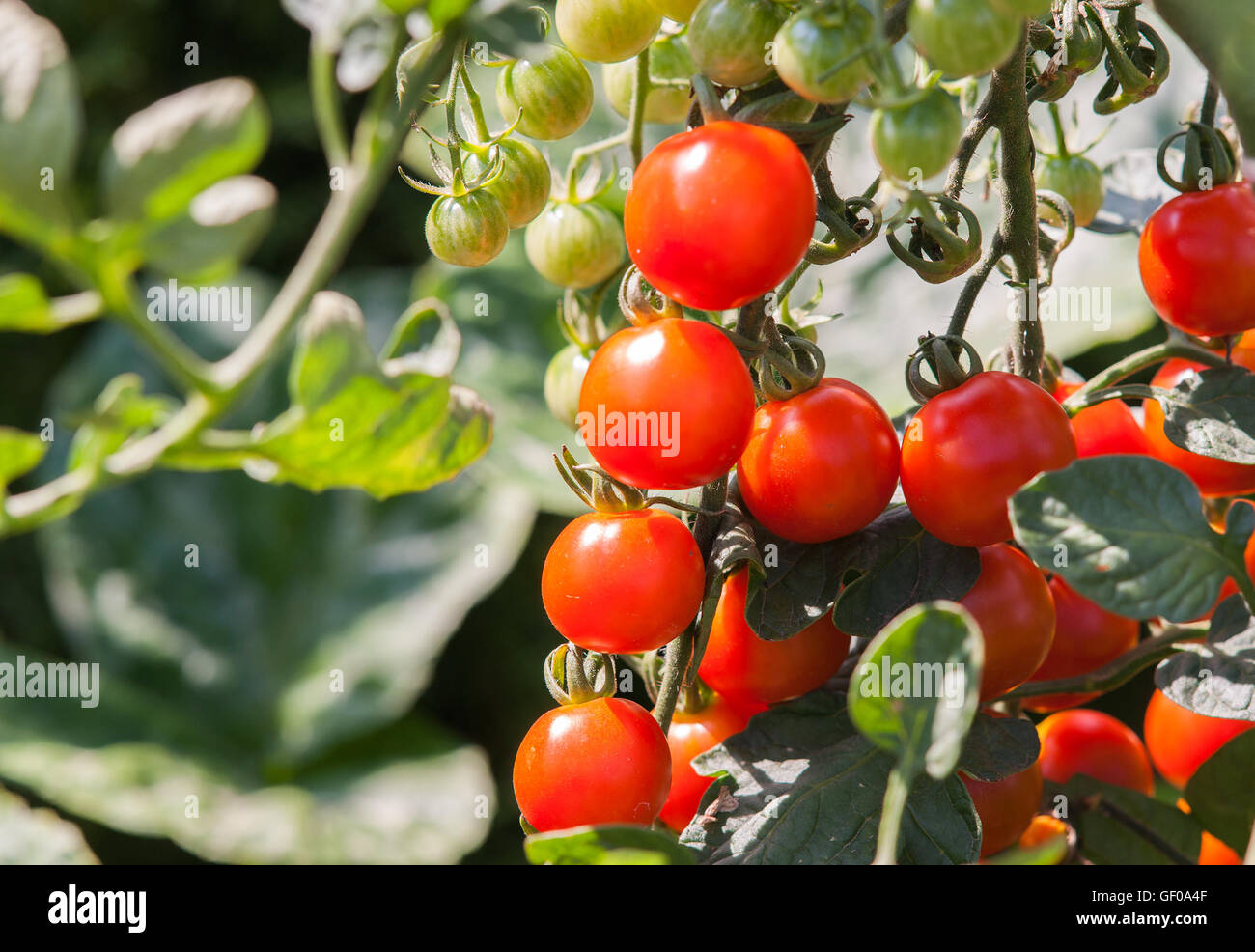 Fresh natural red tomatoes plants in garden Stock Photo - Alamy