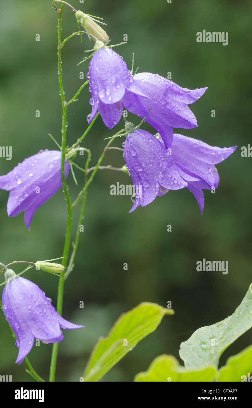closeup to violet flower in forest Stock Photo
