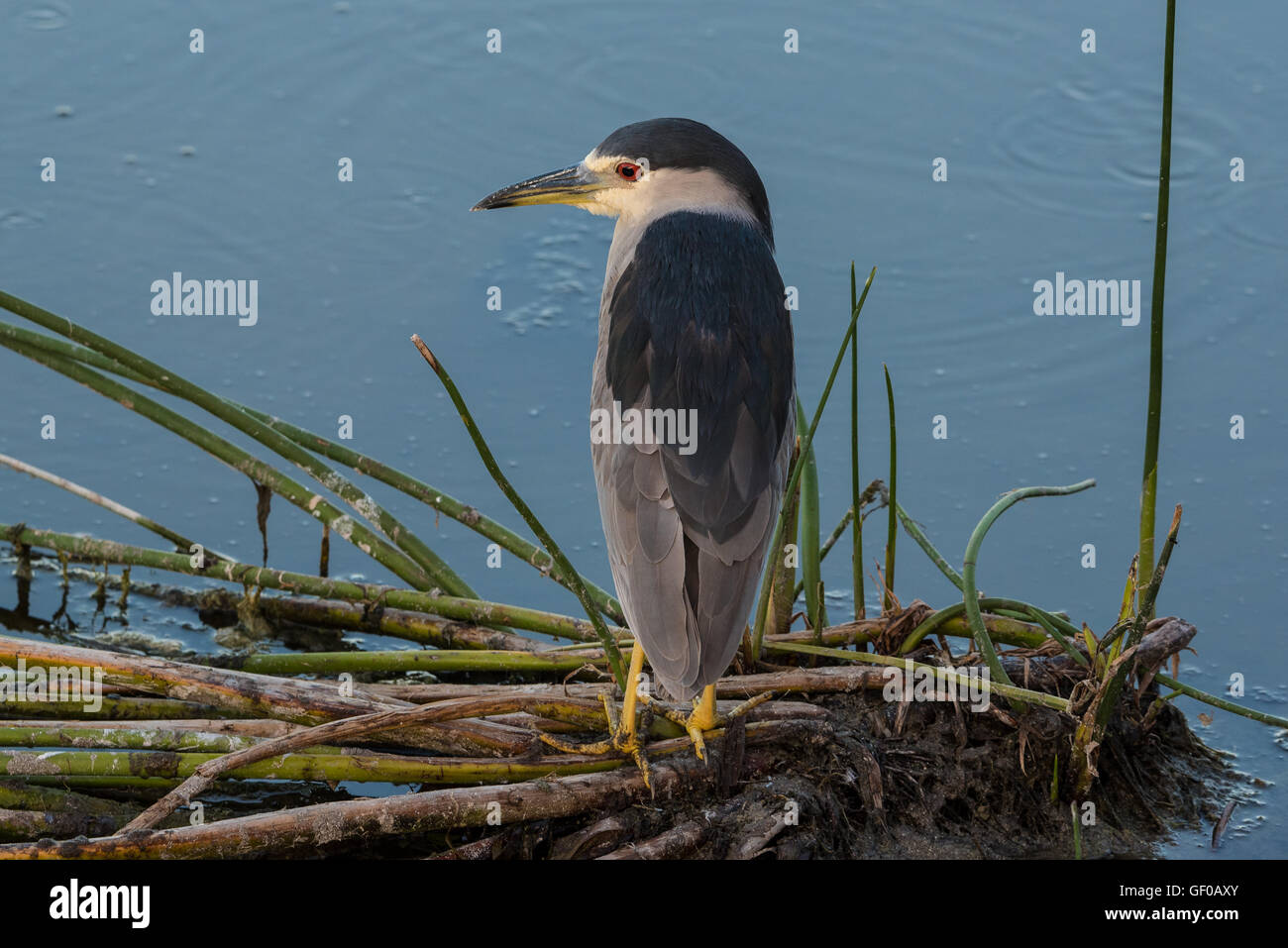 Black-Crown Night Heron bird perched on grass is the marsh Stock Photo