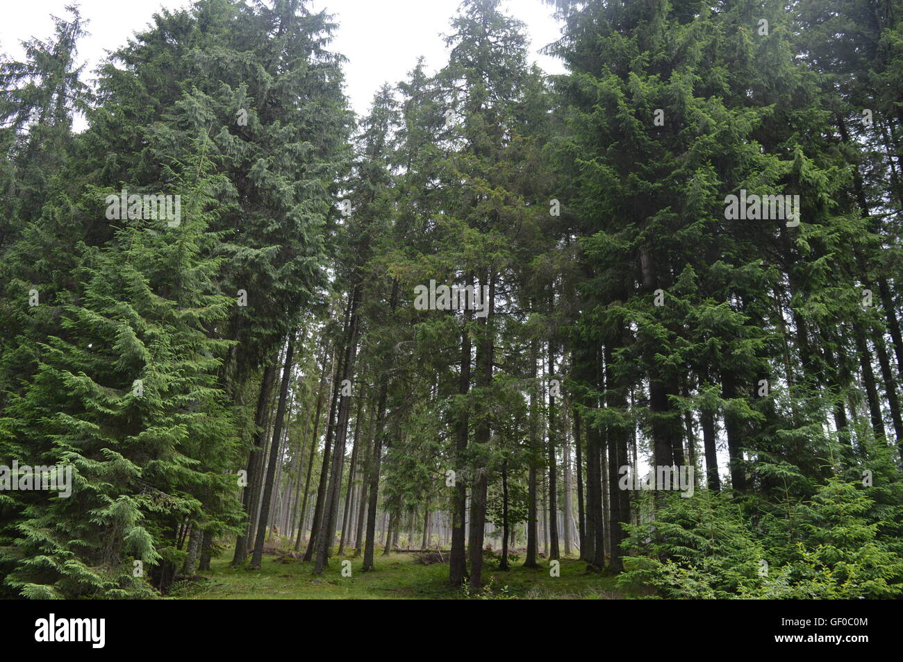 Coniferous forest hi-res stock photography and images - Alamy