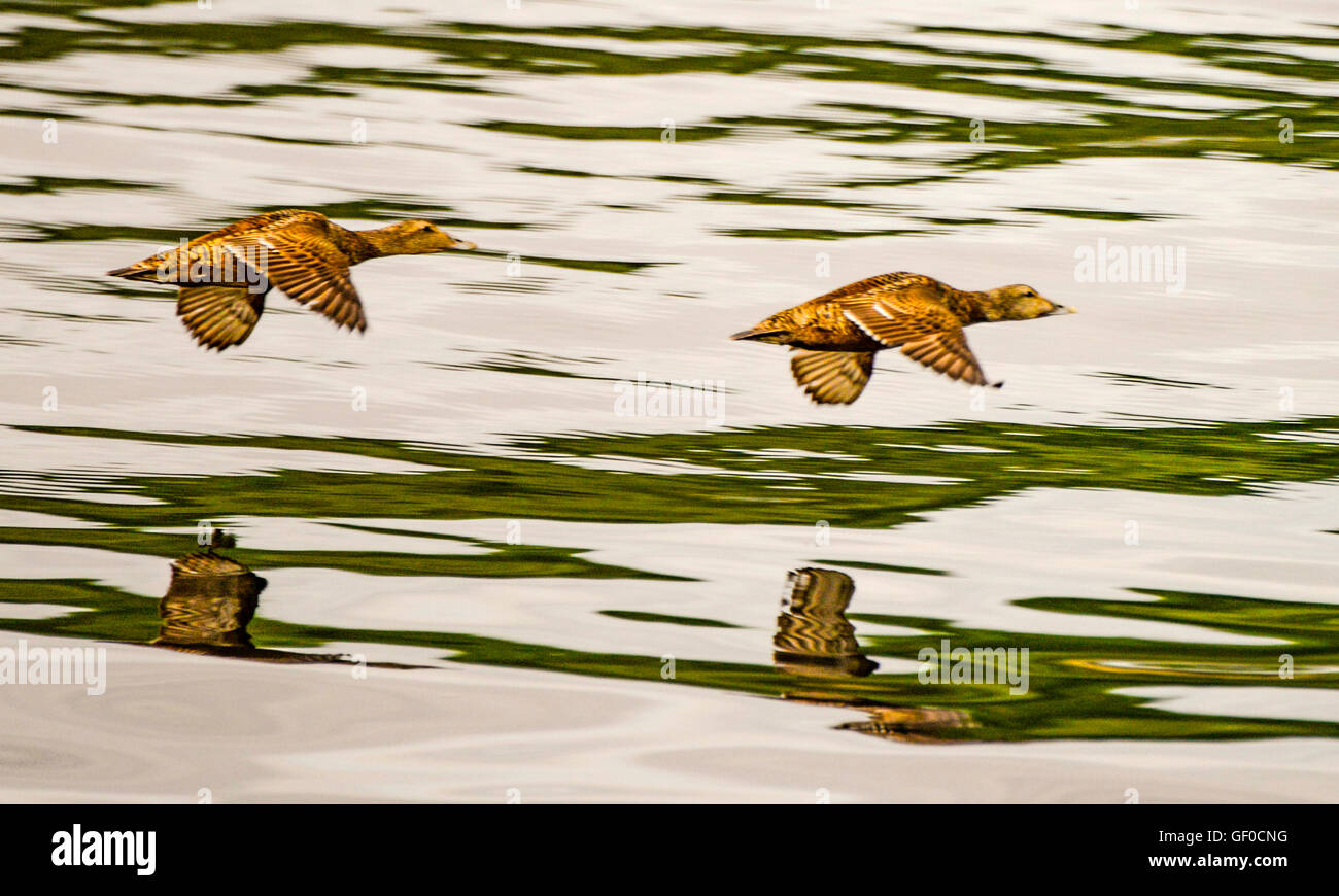 Ducks flying low against ocean waves from speeding Express Passenger Ferry Boat  on Sognefjord Tour Norway, Scandinavia Stock Photo