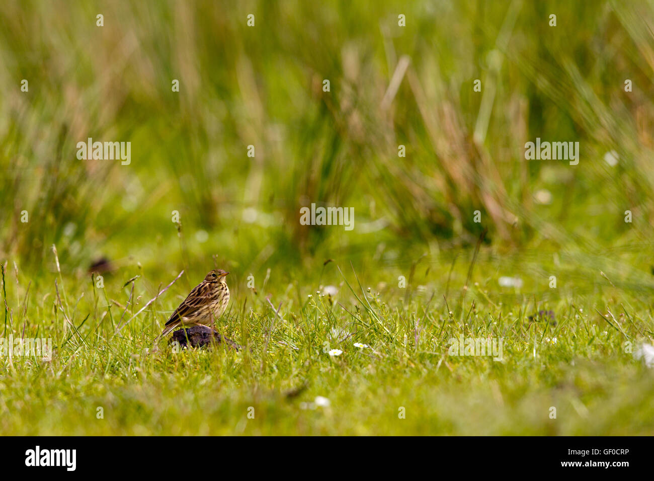Meadow pipit Anthus pratensis Stock Photo