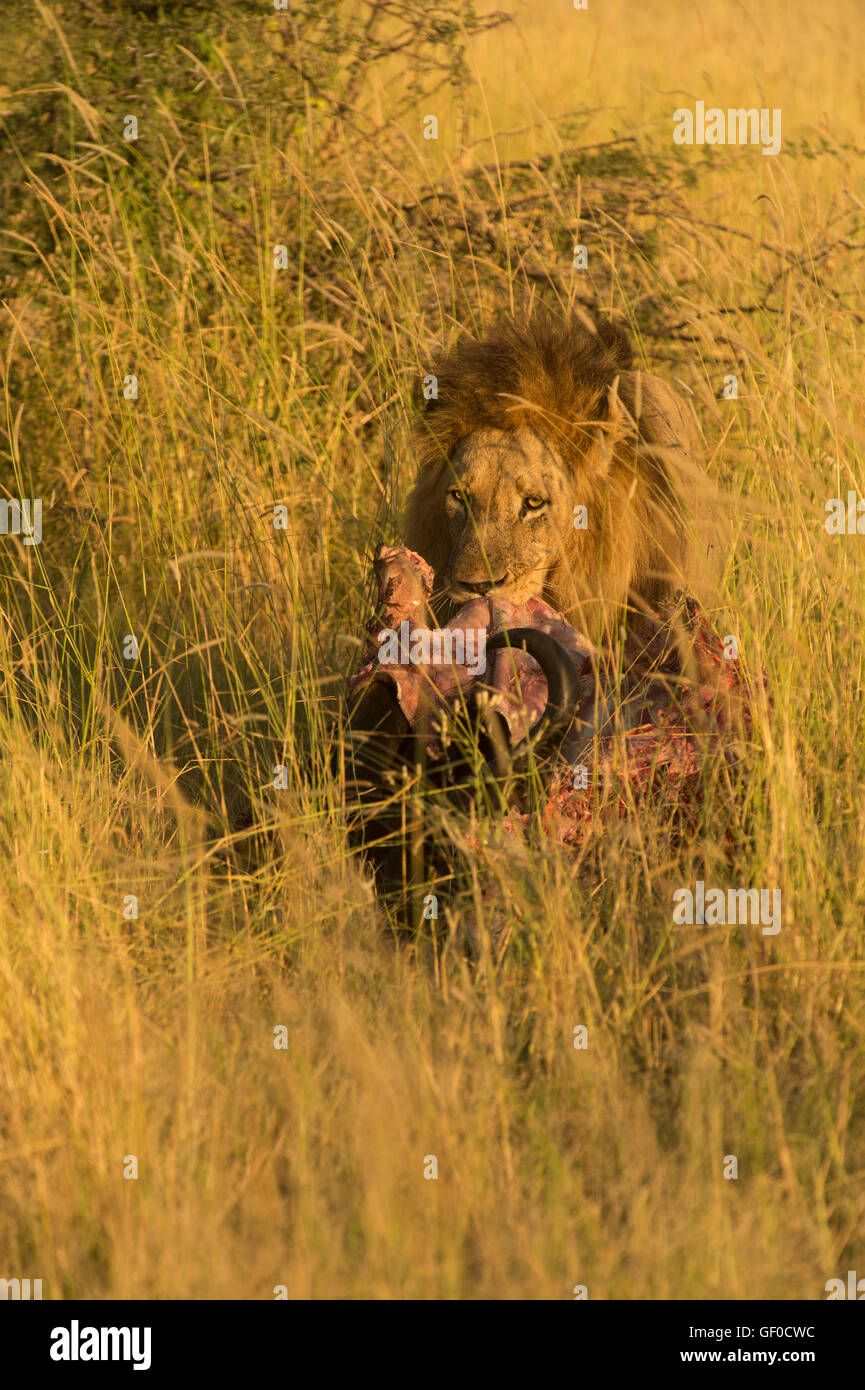 Maned Lion eating Stock Photo - Alamy